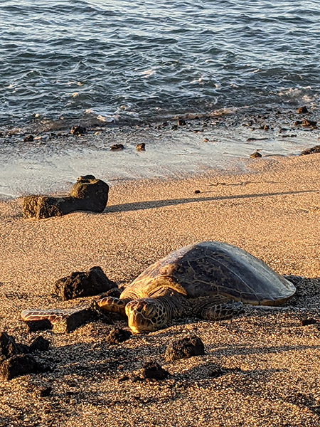 ハワイ島のウミガメ